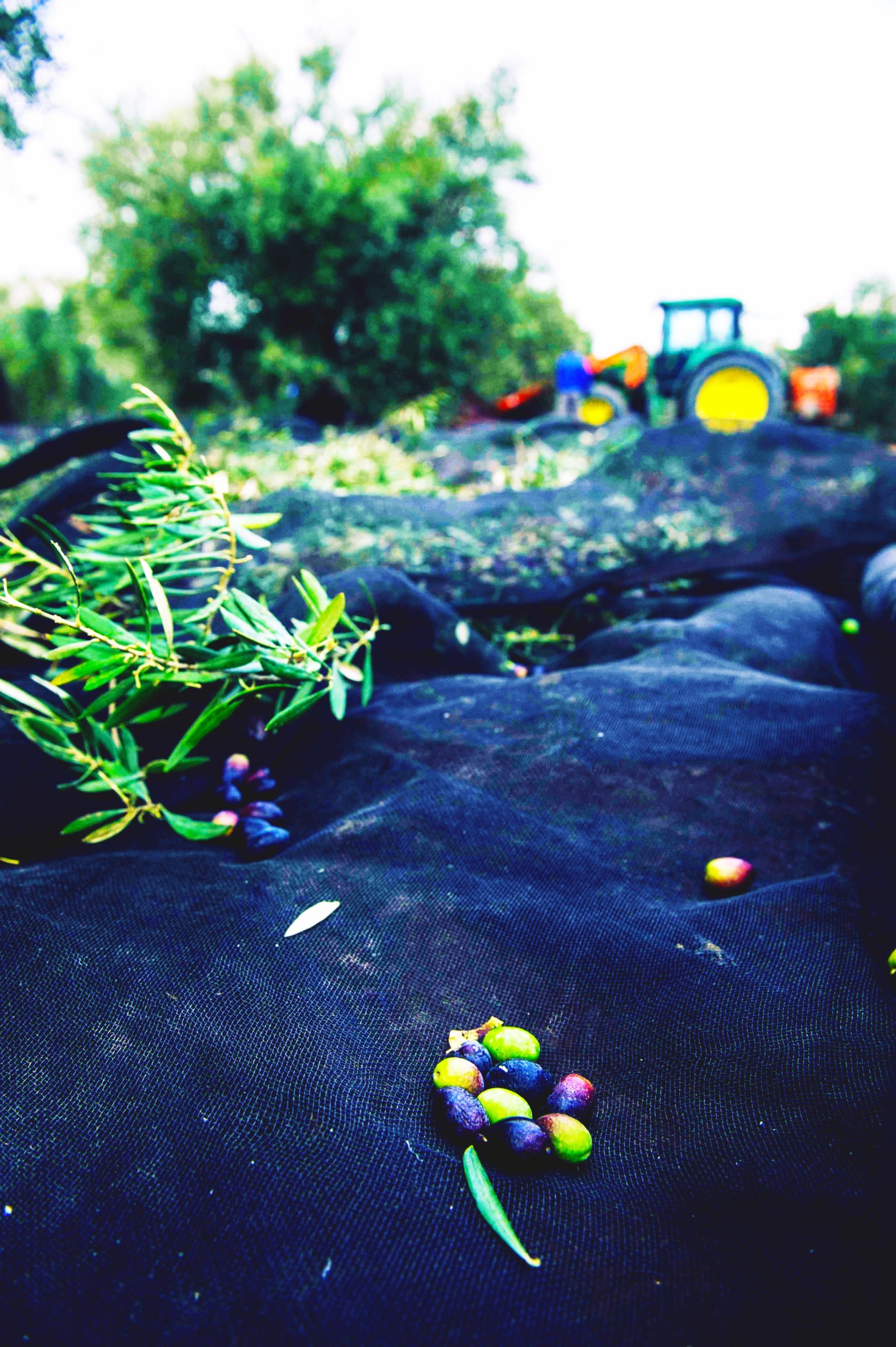 proceso recogida aceitunas orico